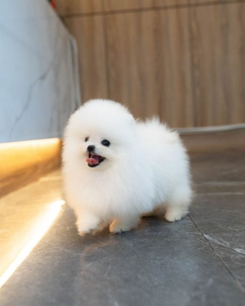 Pomeranian