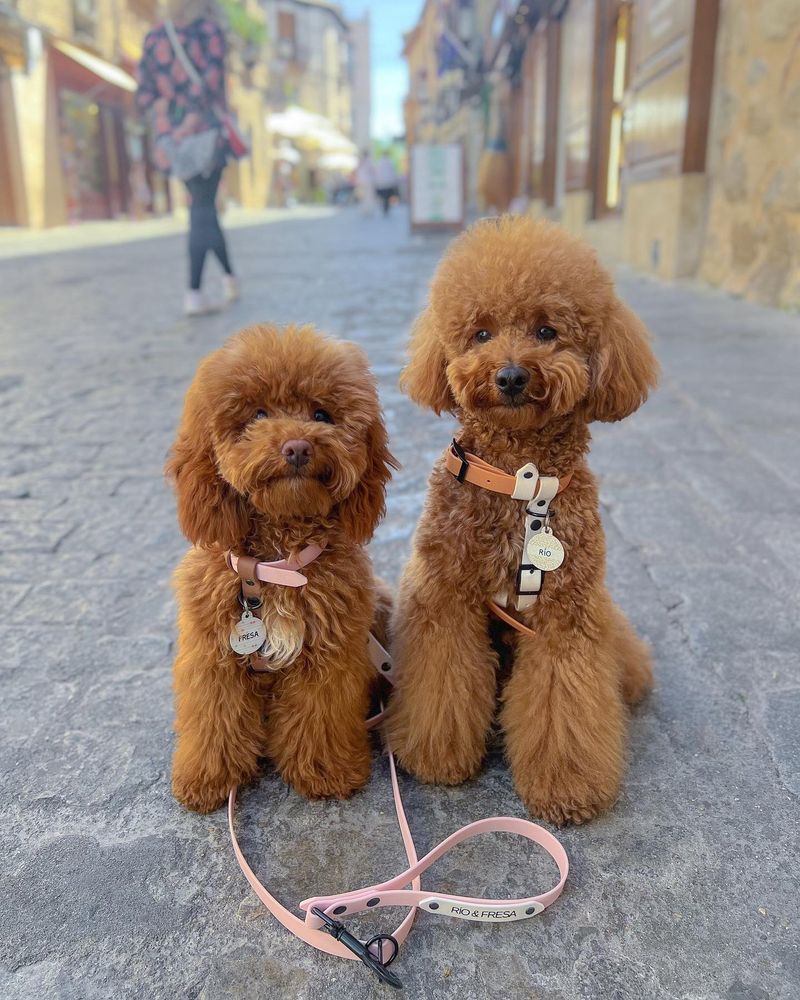 Toy Poodle