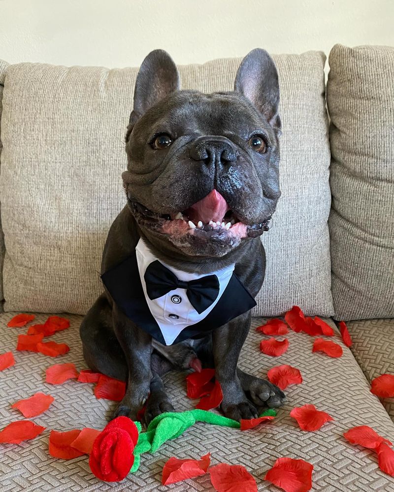 French Bulldog