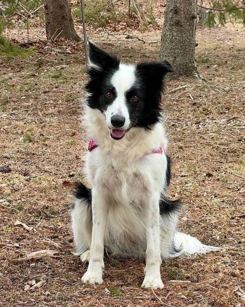 Border Collie