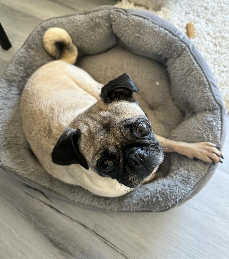 Pug