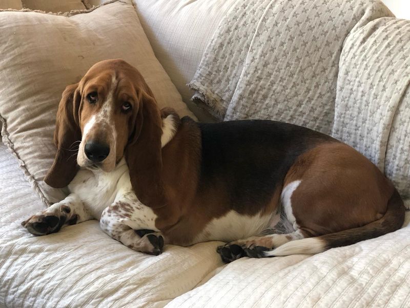 Basset Hound