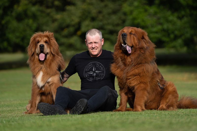 Tibetan Mastiff