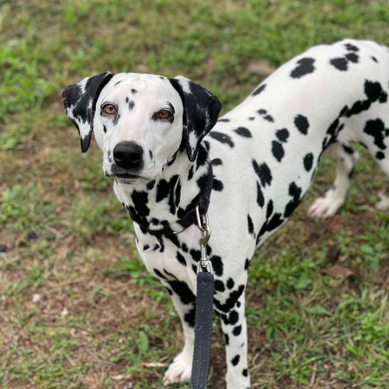 Dalmatian