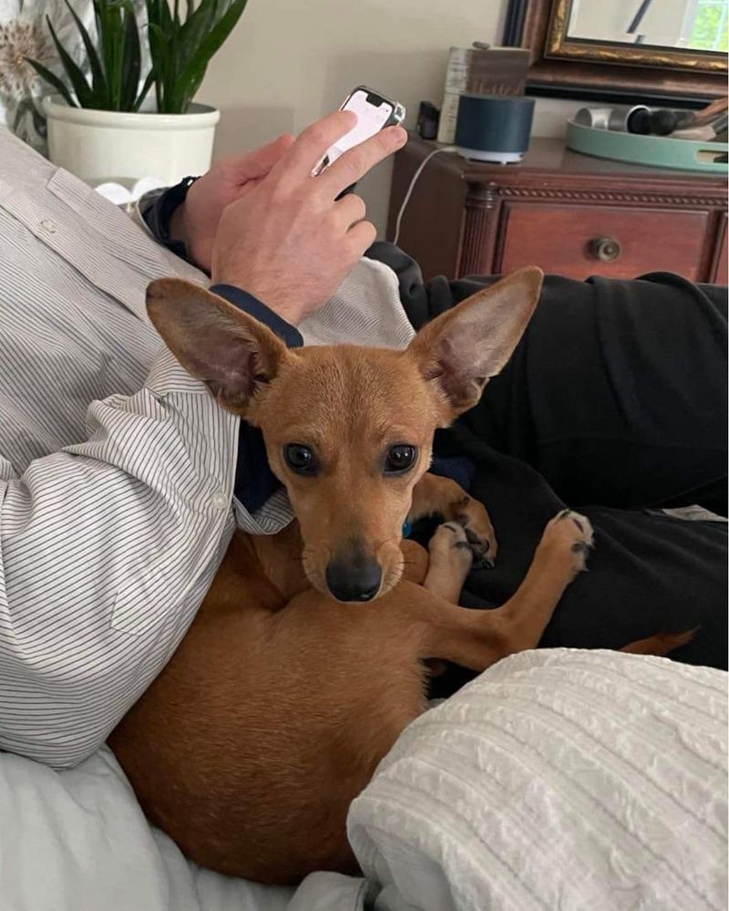 Chihuahua