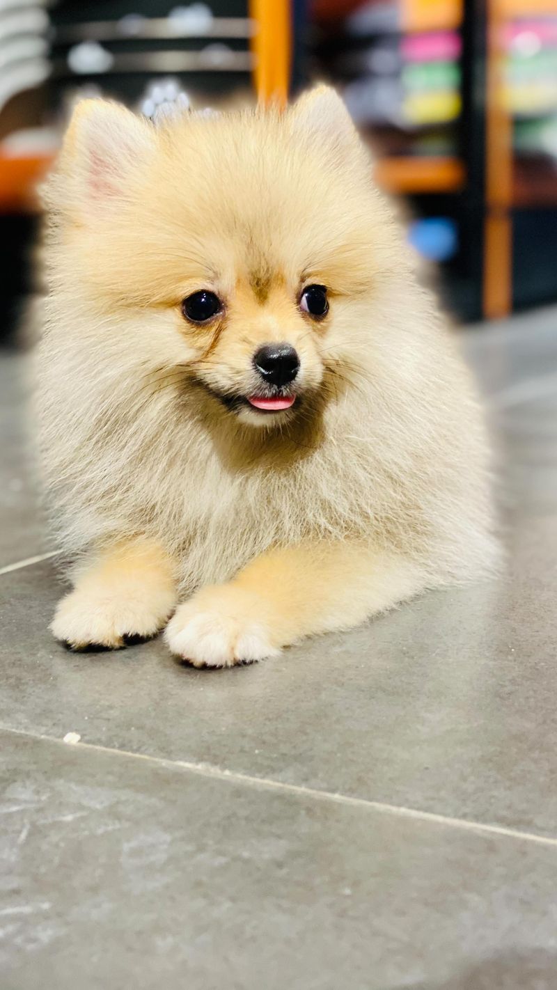 Pomeranian