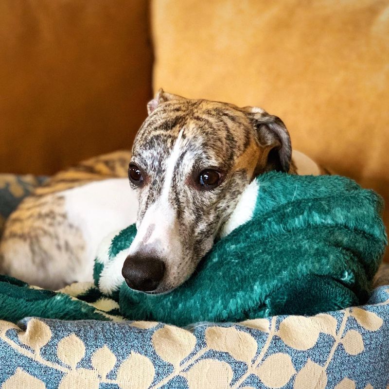 Whippet