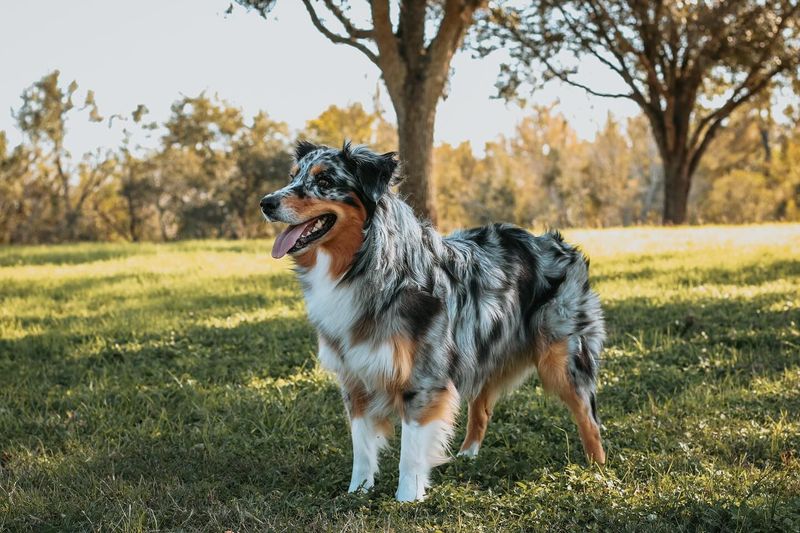 Australian Shepherd