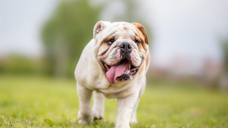 Bulldog