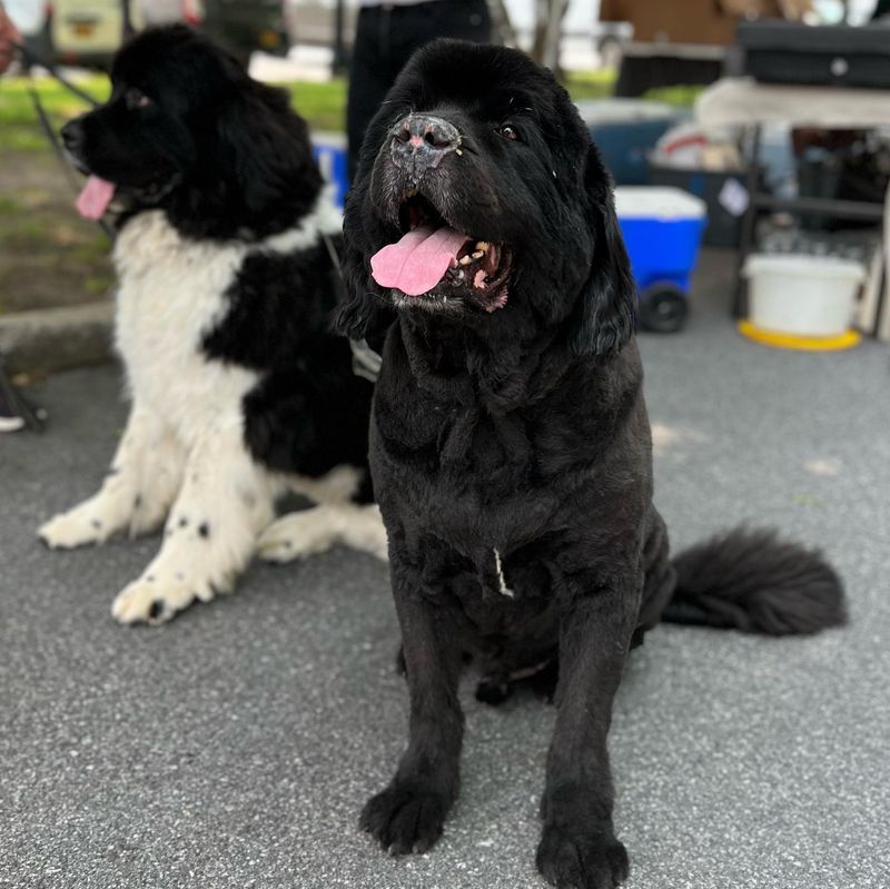 Newfoundland
