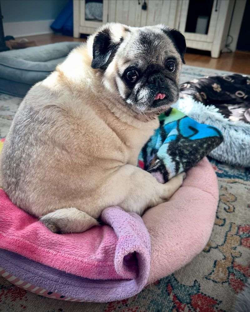 Pug