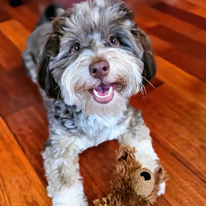 Havanese