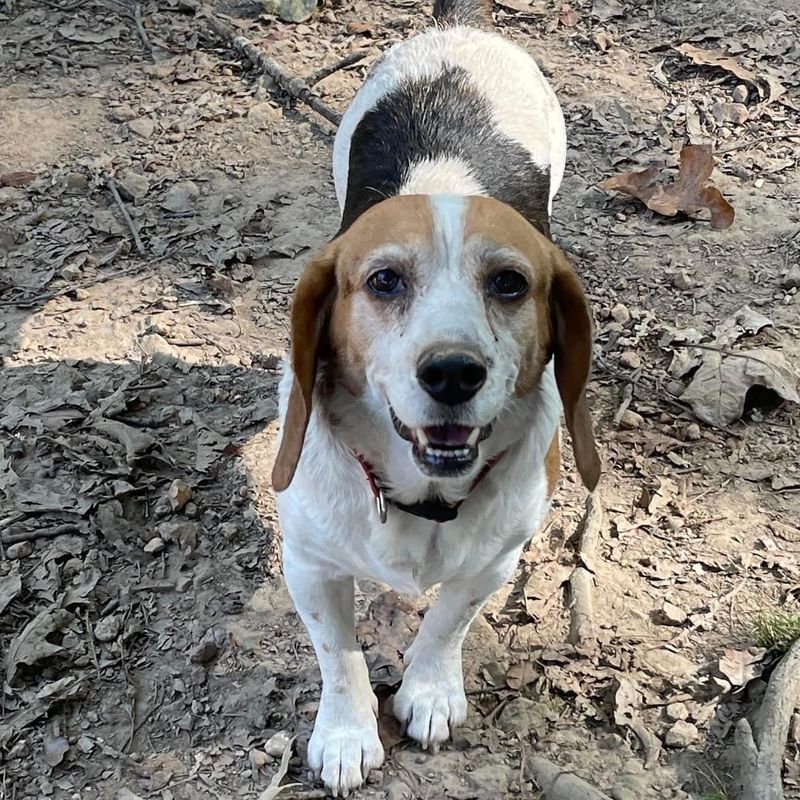 Beagle