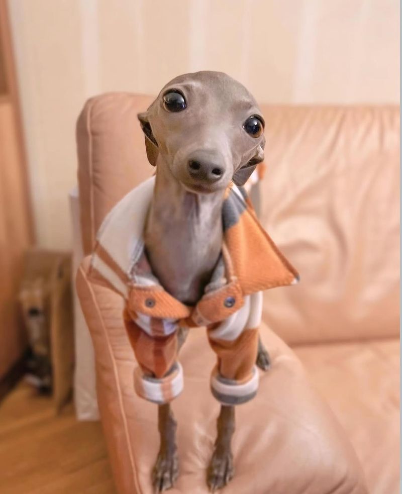 Italian Greyhound