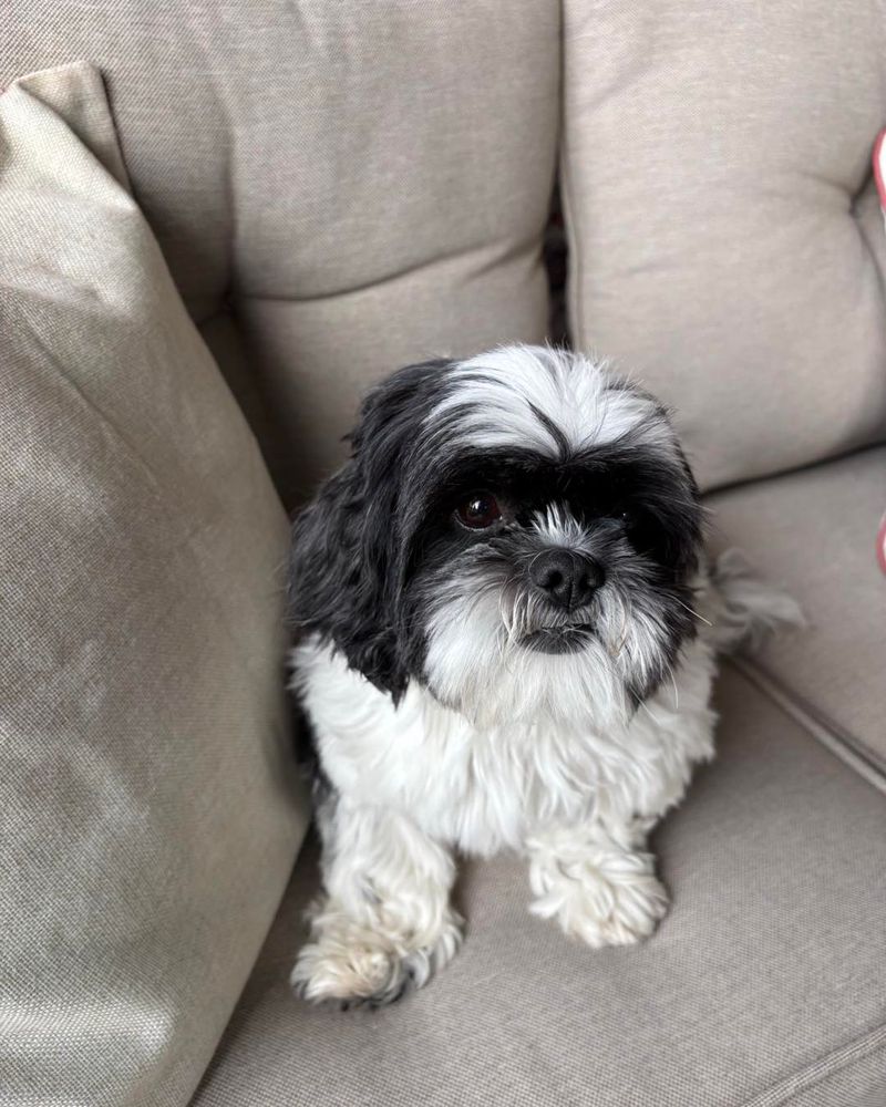 Shih Tzu