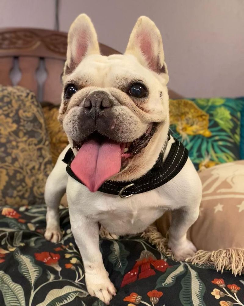 French Bulldog