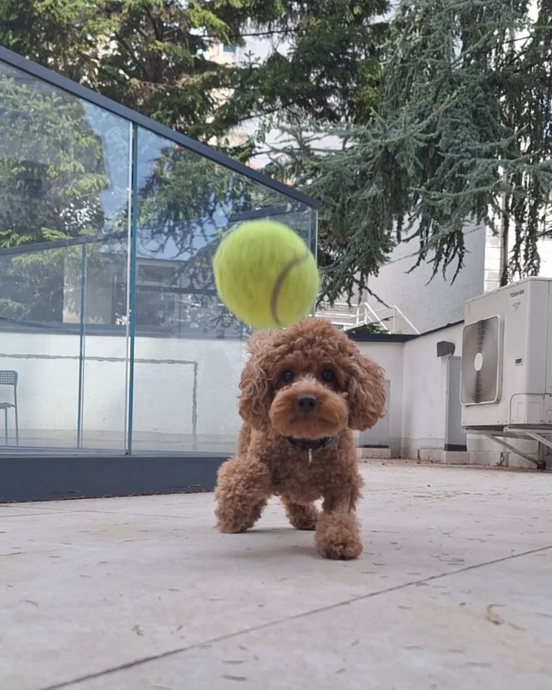 Poodle