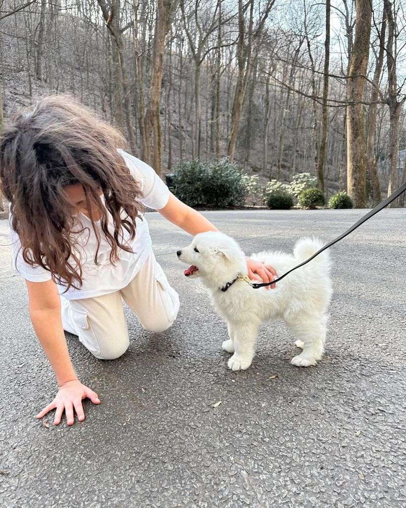 Poodle