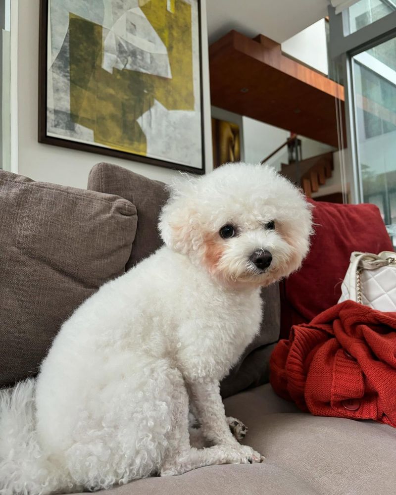 Bichon Frise