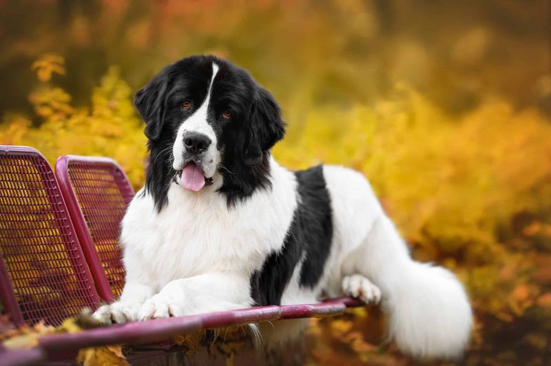 Newfoundland