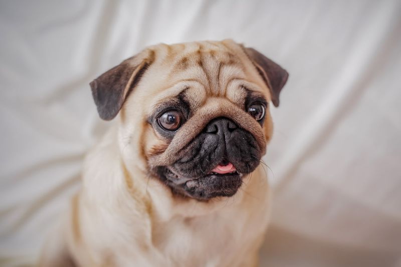 Pug