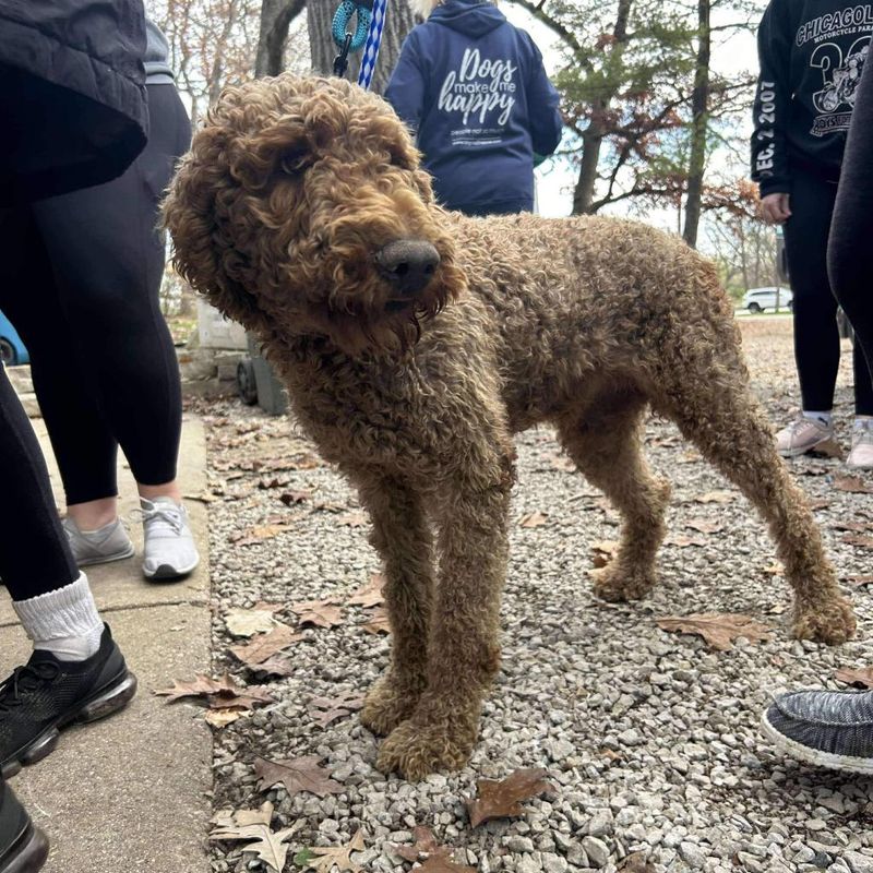Poodle