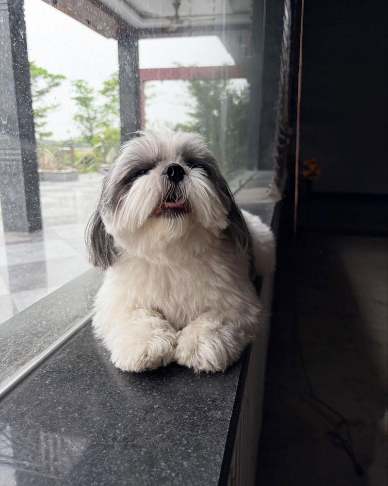 Shih Tzu