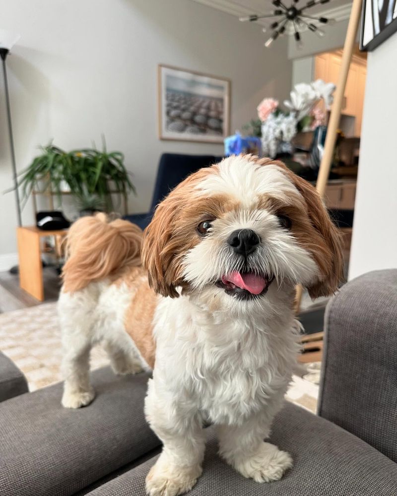 Shih Tzu