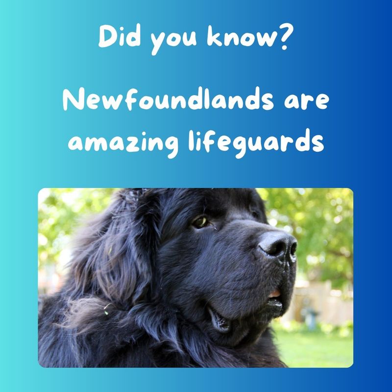 Newfoundland