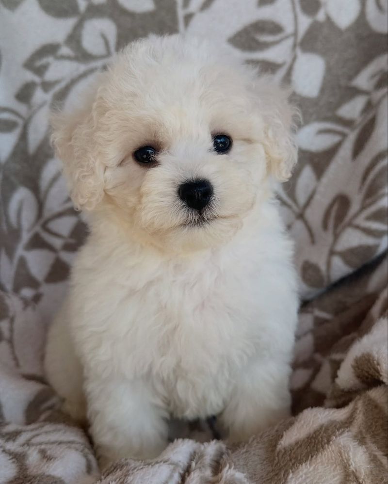 Bichon Frise