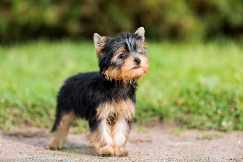 Yorkshire Terrier