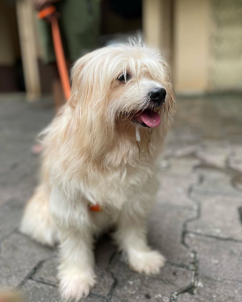 Lhasa Apso