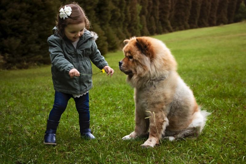 Chow Chow