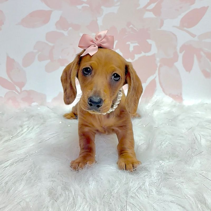Dachshund