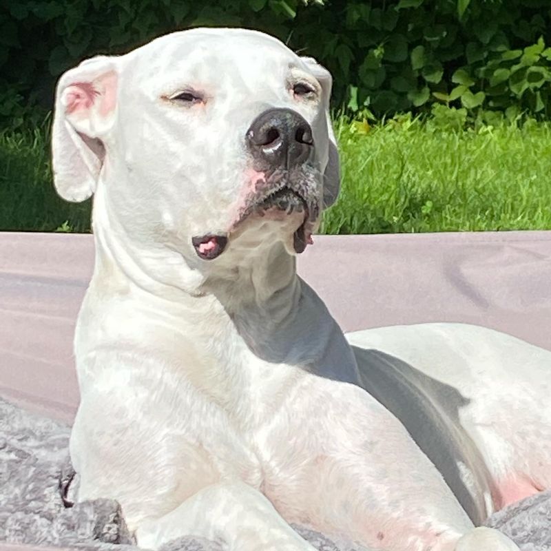 Dogo Argentino