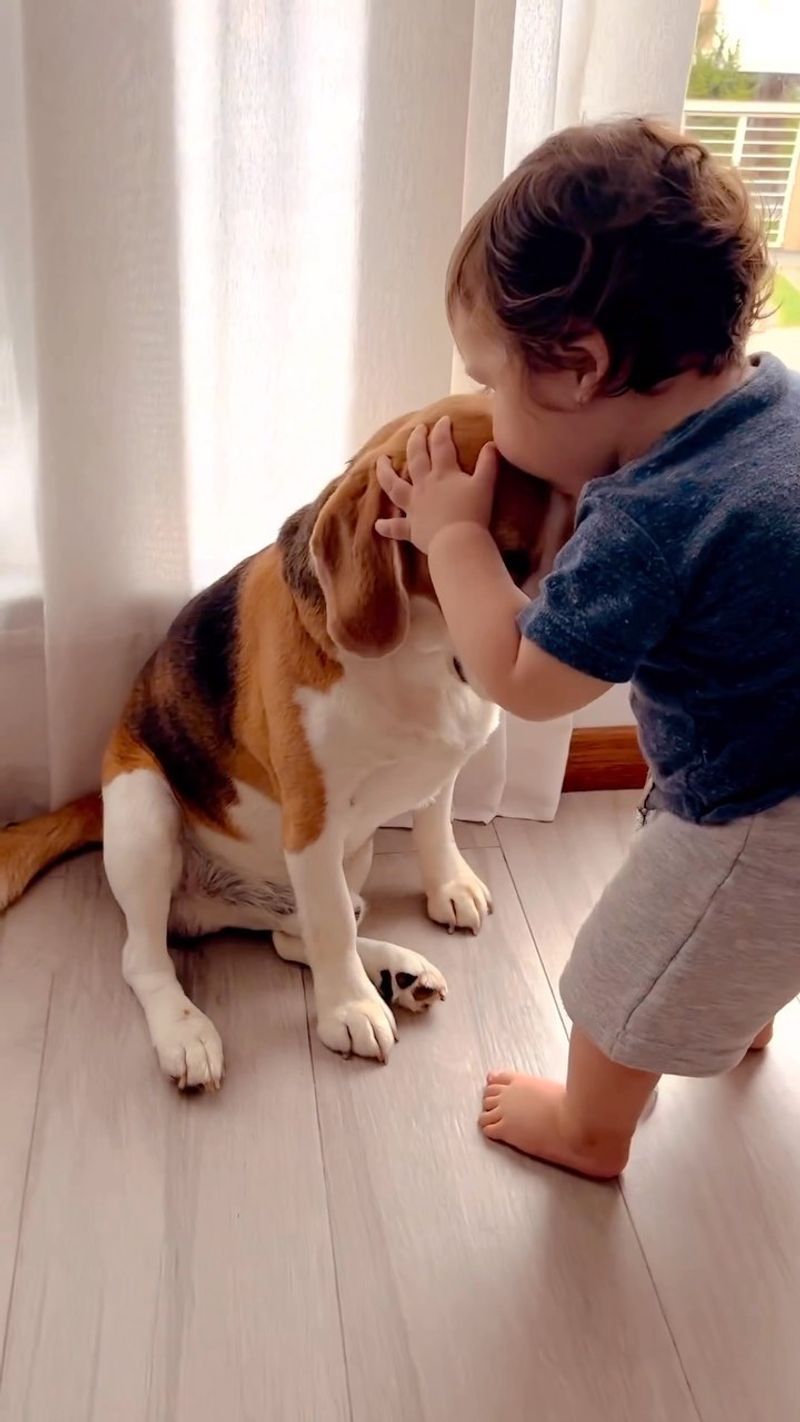 Beagle