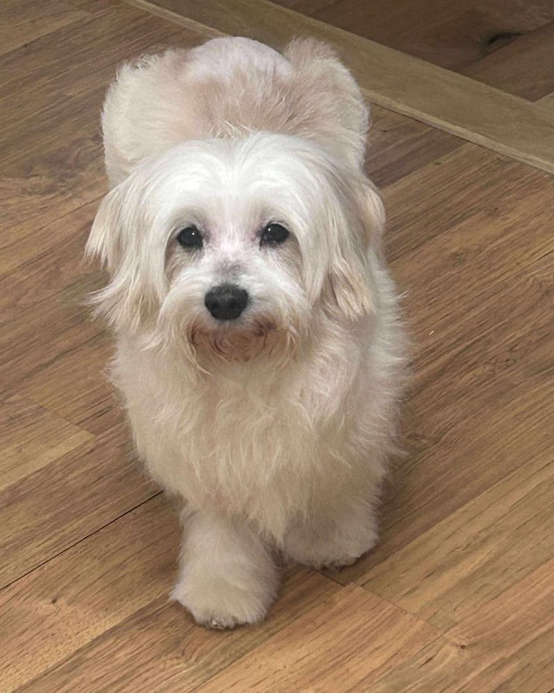 Maltese