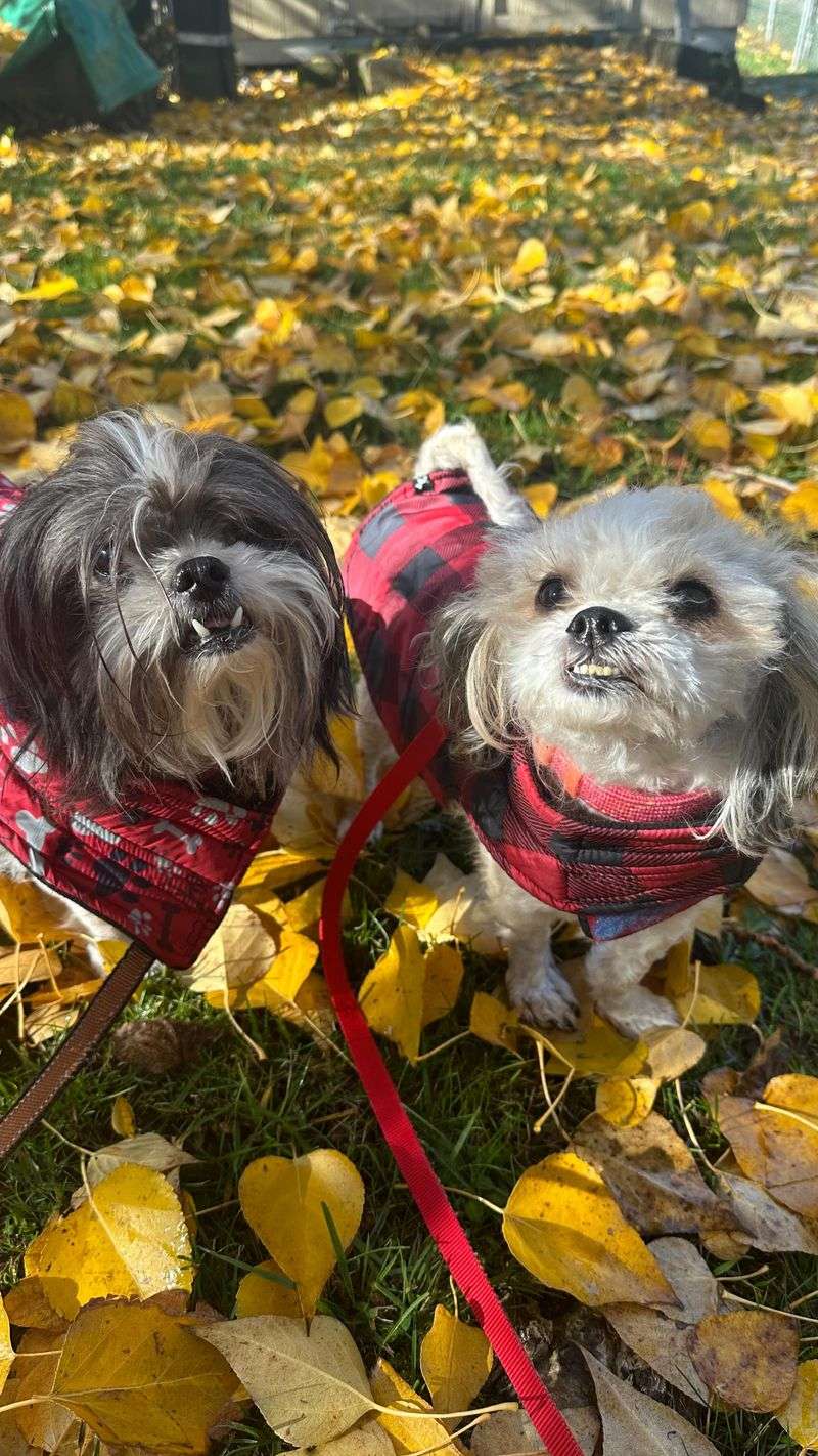 Shih Tzu