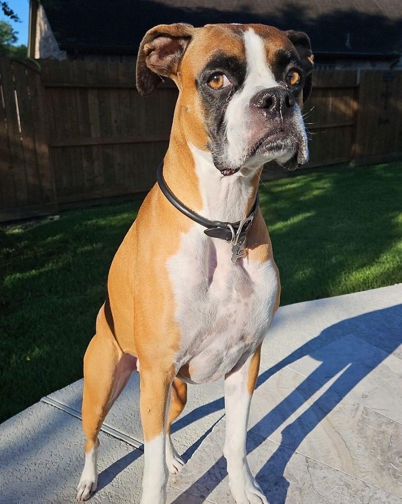 Boxer