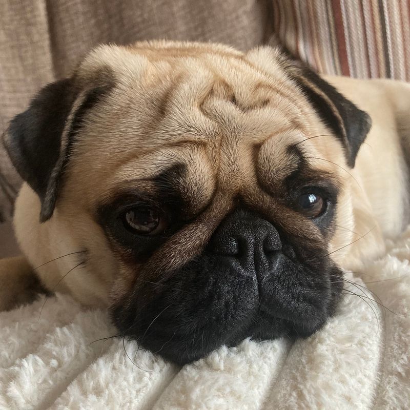 Pug