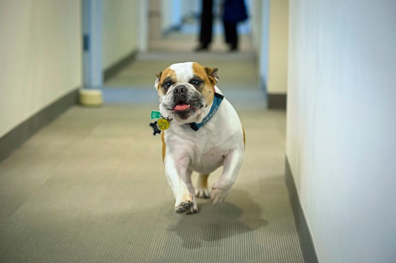 Bulldog
