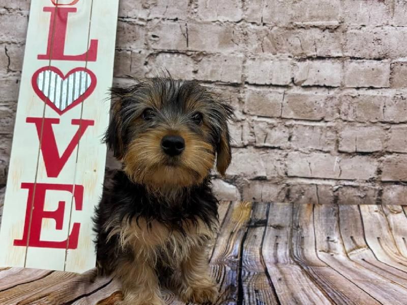 Yorkshire Terrier