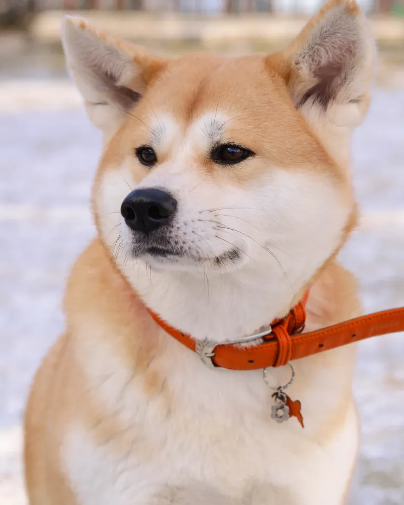 Akita