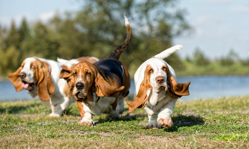 Basset Hounds: The Laid-Back Companions