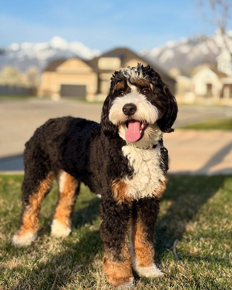 Bernedoodle