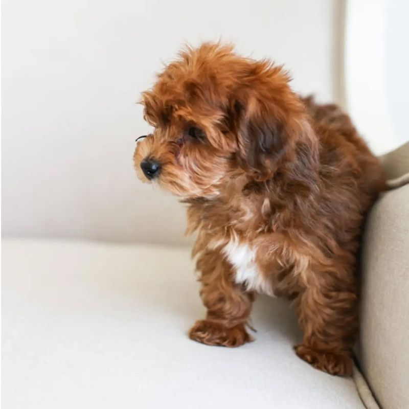 Yorkipoo