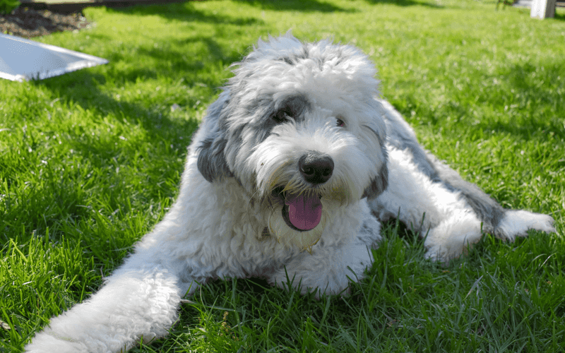 Sheepadoodle