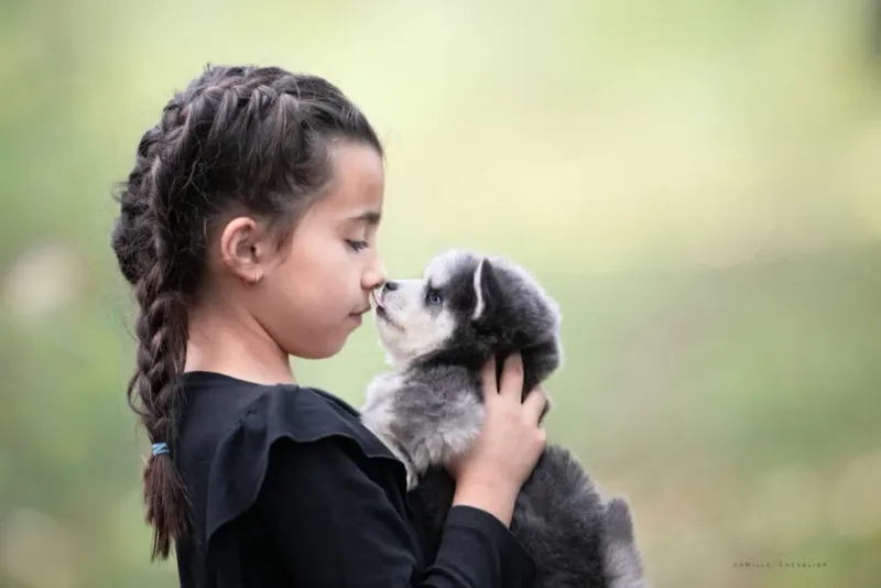 Mini Huskies and Children