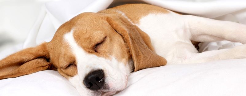 Excessive Sleeping