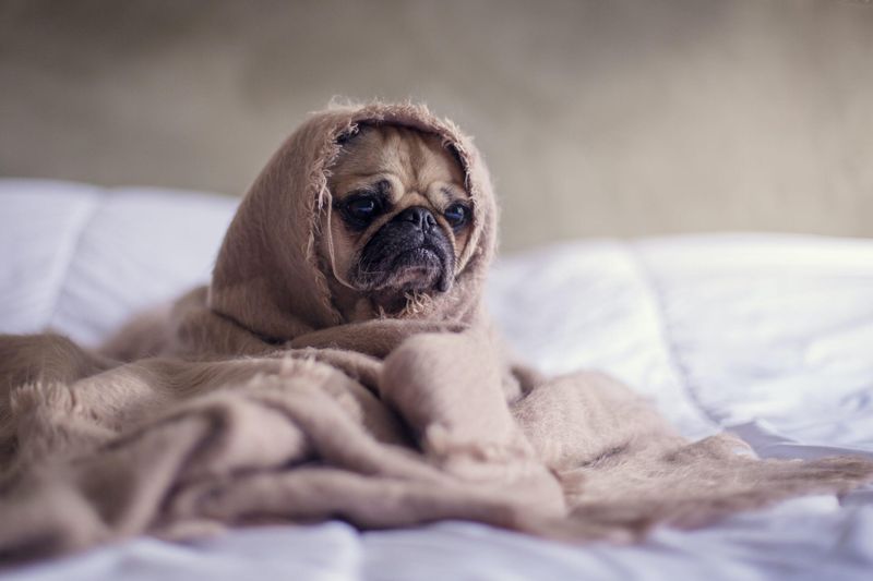 Panting or Shivering without Physical Cause